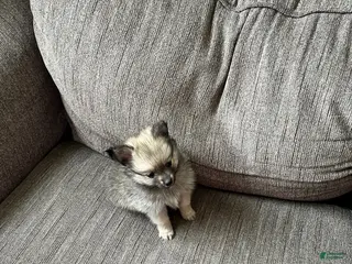 Pomeranian dogs Pomeranian Puppy 3 - Ad 22