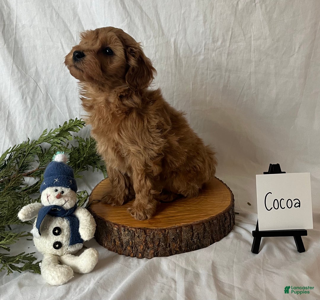 Maltipoo dogs for sale: Cocoa - Ad 5