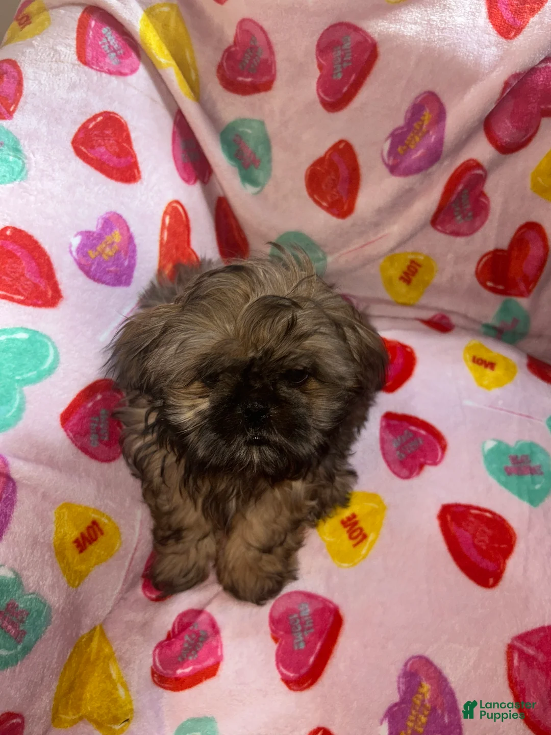 Shih Tzu dogs for sale: Shih Tzu Puppy 1 - Ad 1
