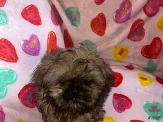 Shih Tzu dogs Shih Tzu Puppy 1 - Ad 24