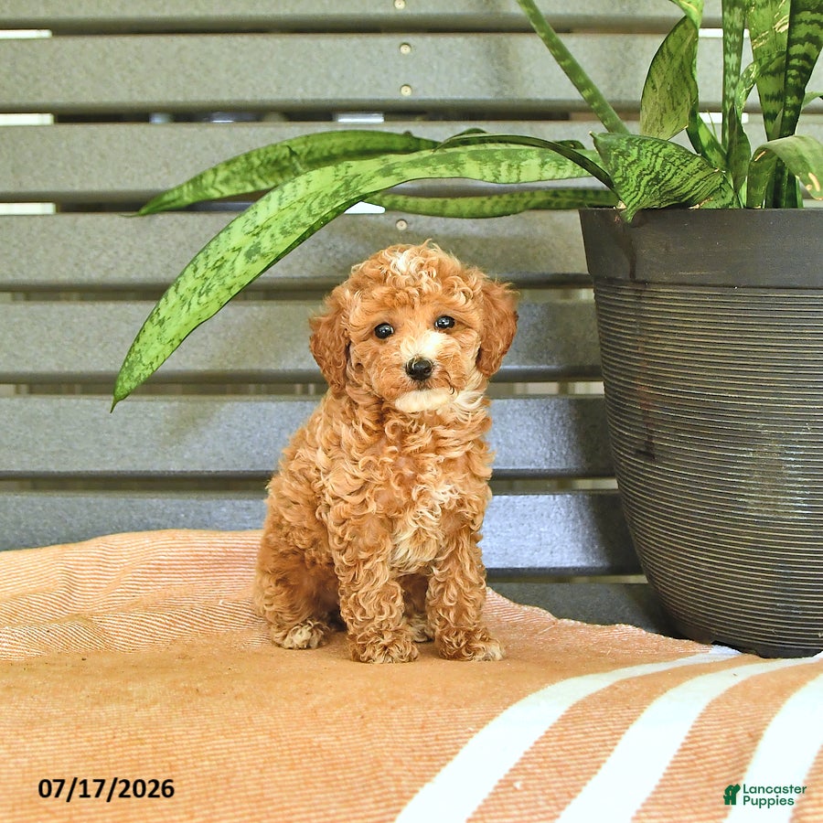 Miniature Poodle dogs Carmel - Ad 1