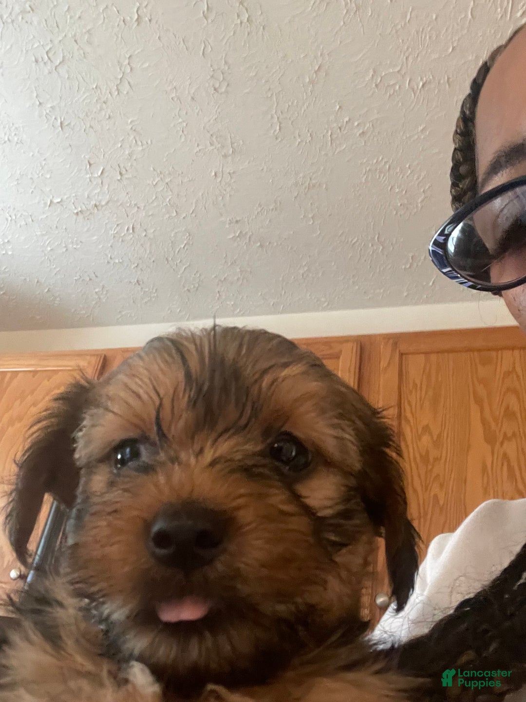 Yorkshire Terrier dogs for sale: Pet  3 - Ad 1