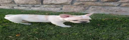 French Bulldog dogs for sale: French Bulldog boy #3 - Ad 6