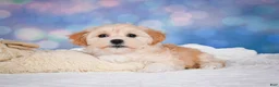 Maltipoo dogs for sale: Maggie - Ad 16