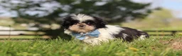 Shih Tzu dogs for sale: Nolan - Ad 4