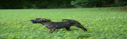 Dutch Shepherd dogs for sale: Akela - Ad 5