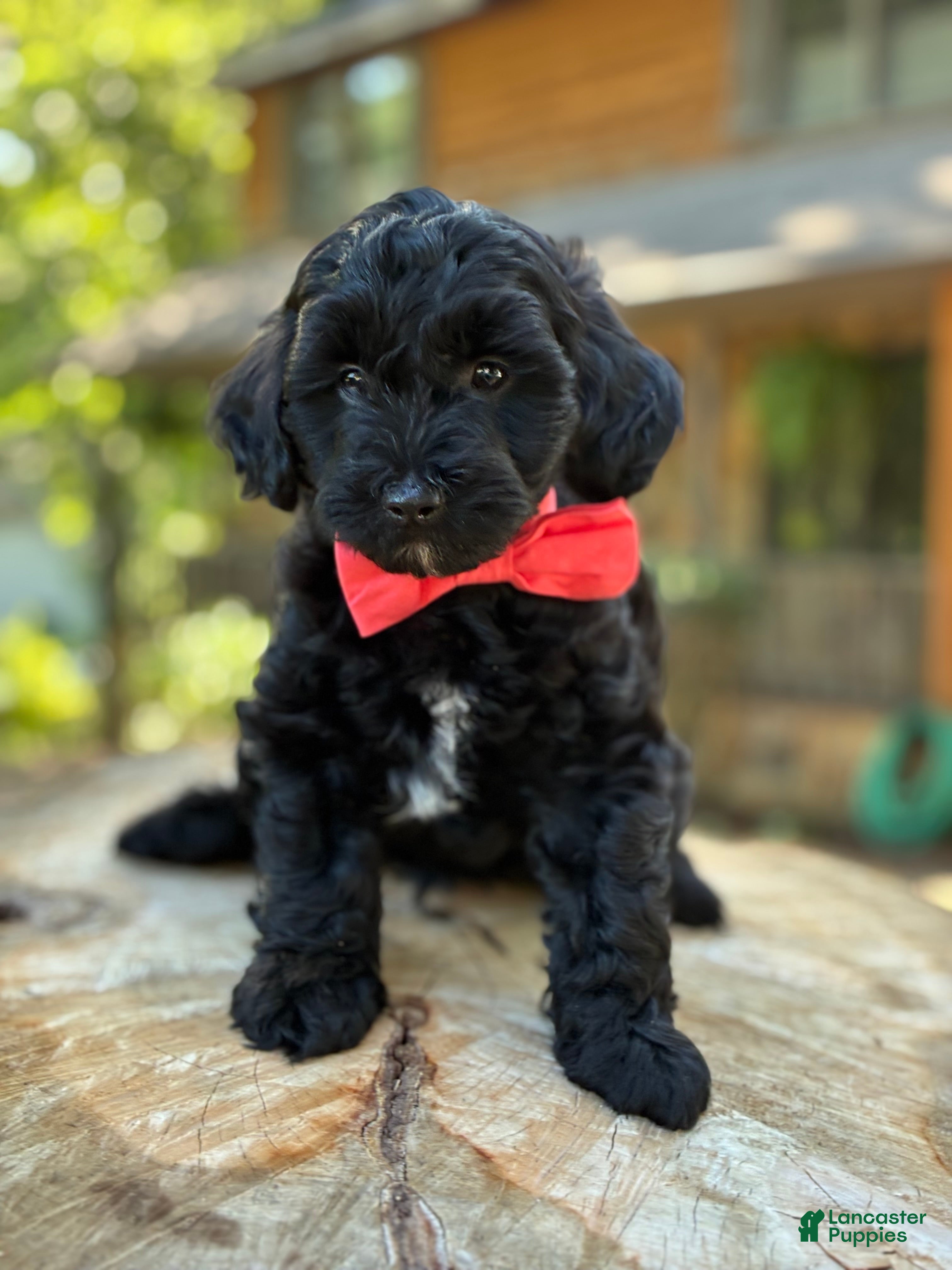 Yorkiepoo dogs  Leo - Ad 2