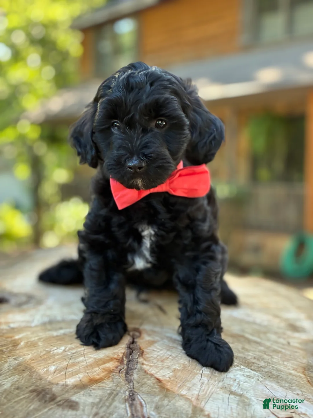 Yorkiepoo dogs for sale:  Leo - Ad 2