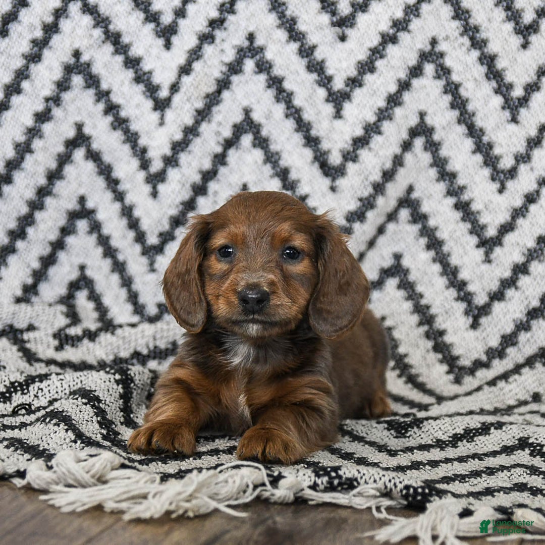 Miniature Dachshund dogs for sale: Zander - Ad 2