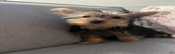 Yorkshire Terrier dogs for sale: Yorkshire Terrier 1 - Ad 6