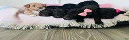 Miniature Poodle dogs for sale: Miniature Poodle Puppy 2 - Ad 6