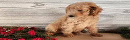 Mini Goldendoodle dogs for sale: Indy - Ad 17