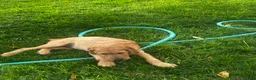 Mixed Breed dogs for sale: Goldie - Ad 4