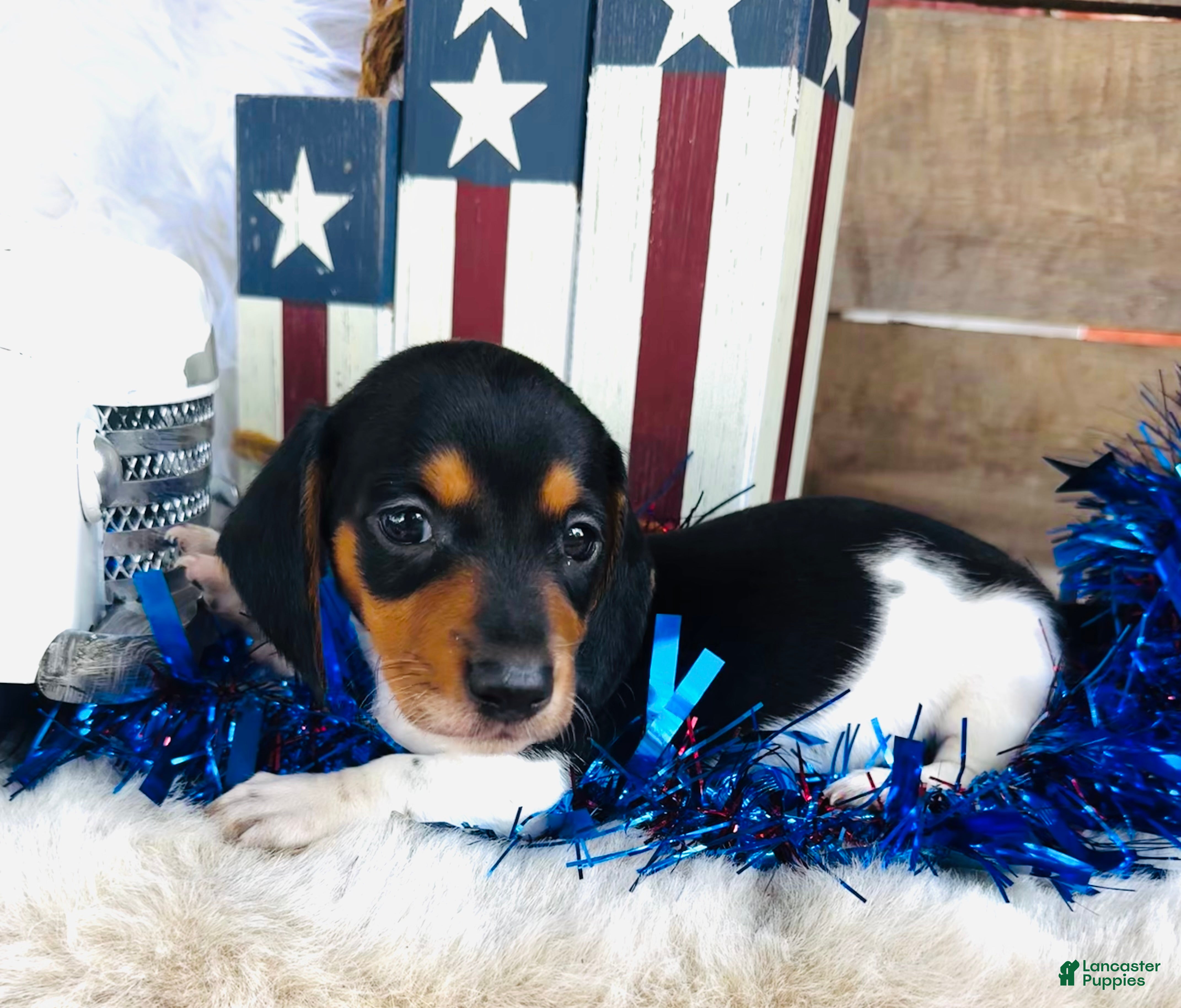 Miniature Dachshund dogs Brandy - Ad 2