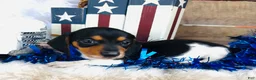 Miniature Dachshund dogs for sale: Brandy - Ad 2