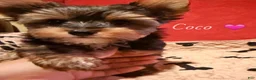 Yorkshire Terrier dogs for sale: Yorkshire Terrier Puppy 2 - Ad 2