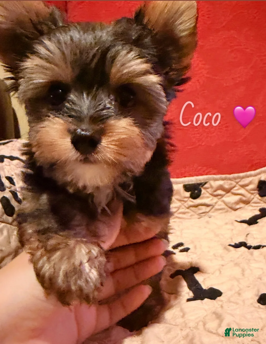 Yorkshire Terrier dogs for sale: Yorkshire Terrier Puppy 2 - Ad 2