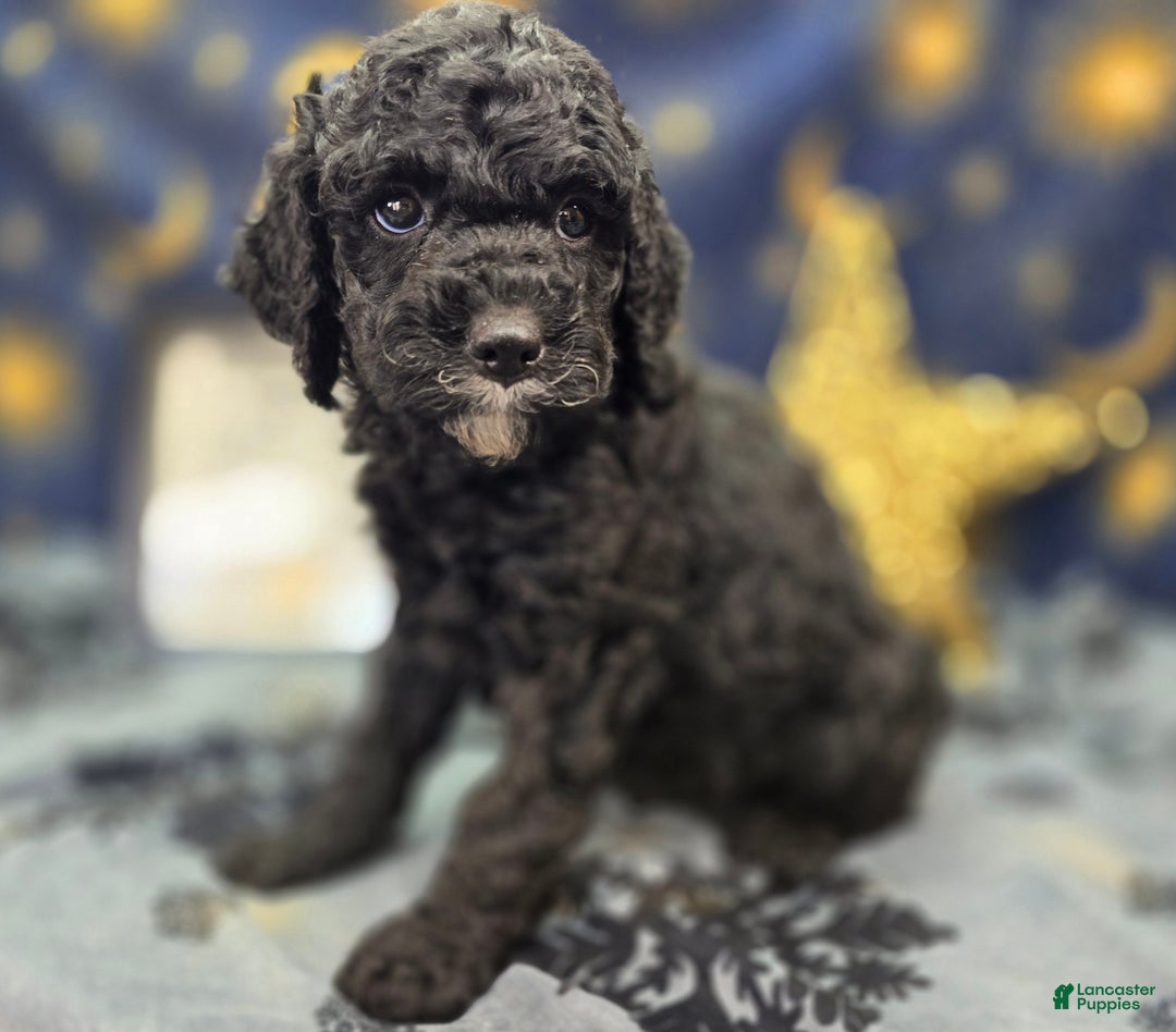 Cockapoo dogs for sale: Crescent - Ad 12