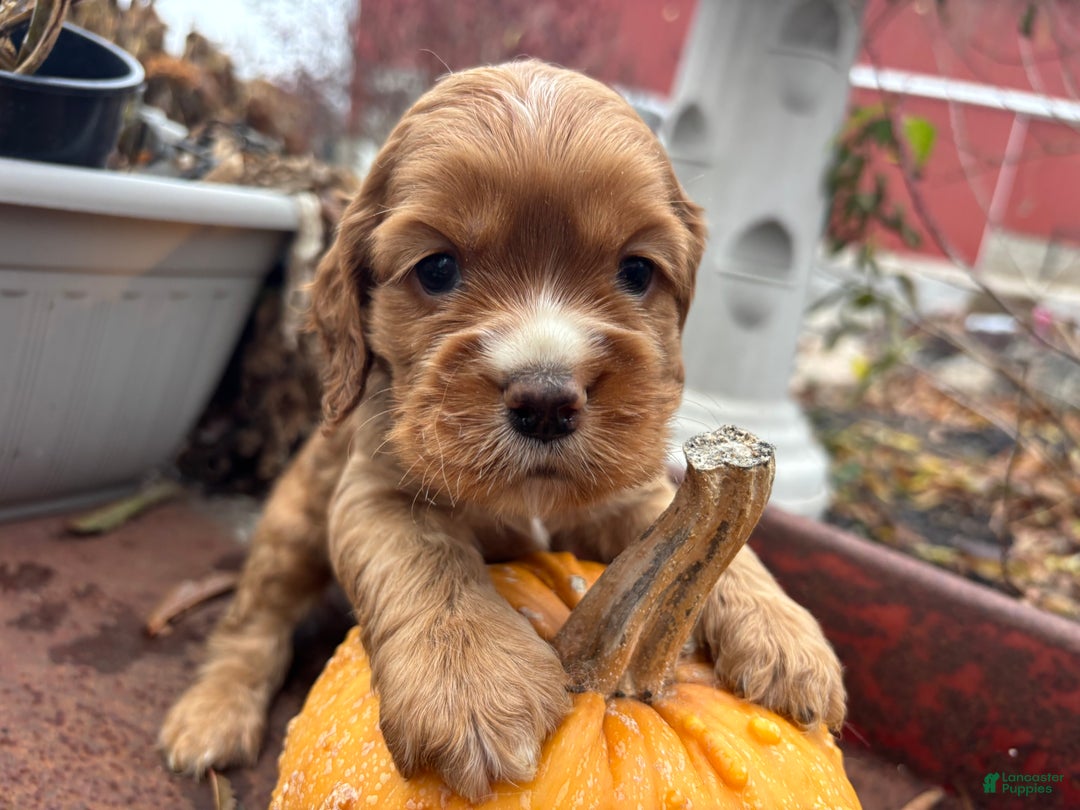 Cocker Spaniel dogs for sale: Dusty - Ad 1