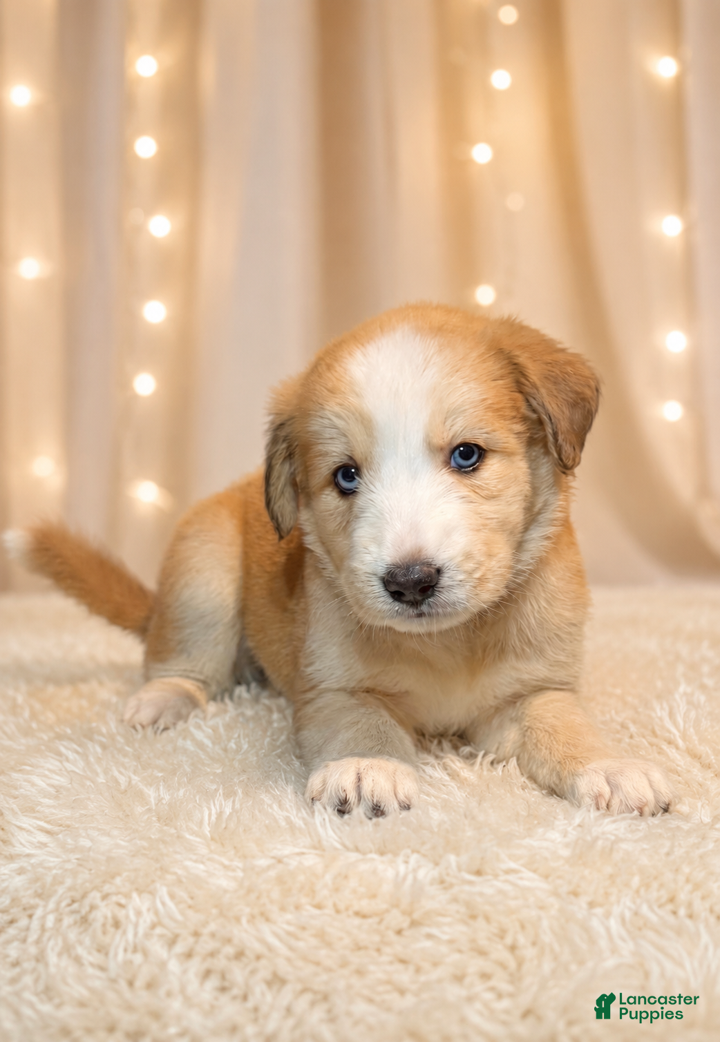 Goberian dogs Honey - Ad 1