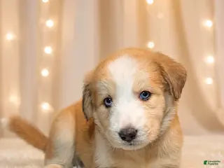 Goberian dogs Honey - Ad 1