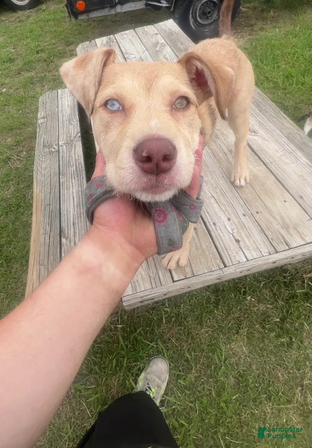 Mixed Breed dogs for sale: Mixed Breed Puppy 1 - Ad 1