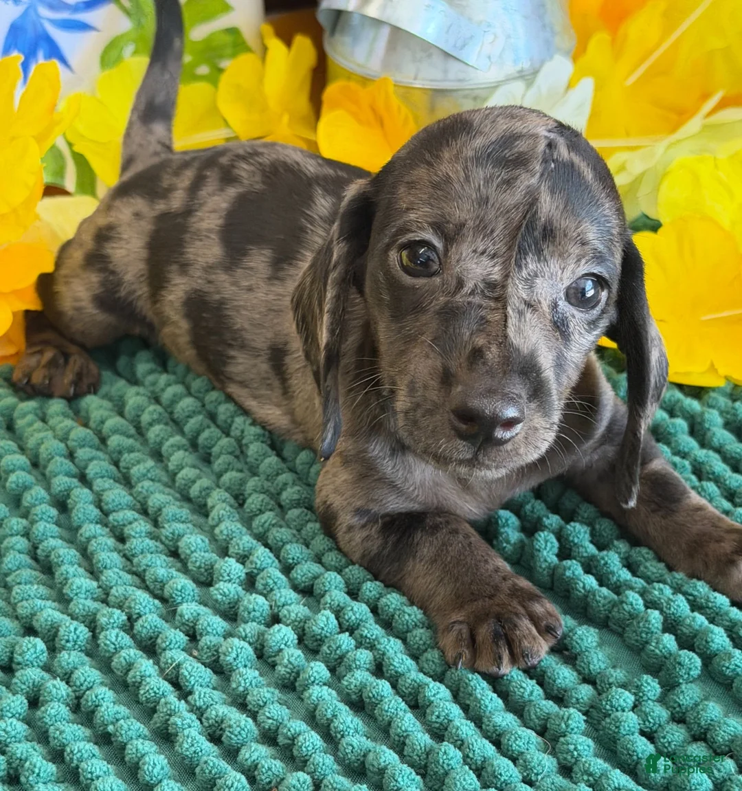 Miniature Dachshund dogs for sale: Speckles Wire - Ad 1