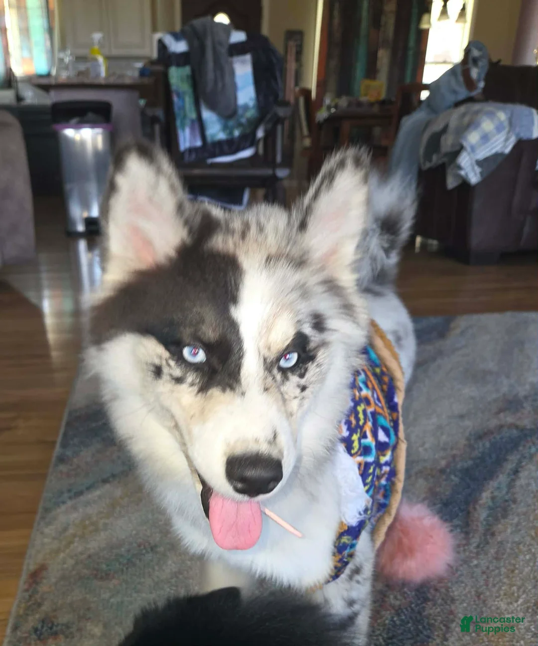 Pomsky dogs for sale: Kane - Ad 2