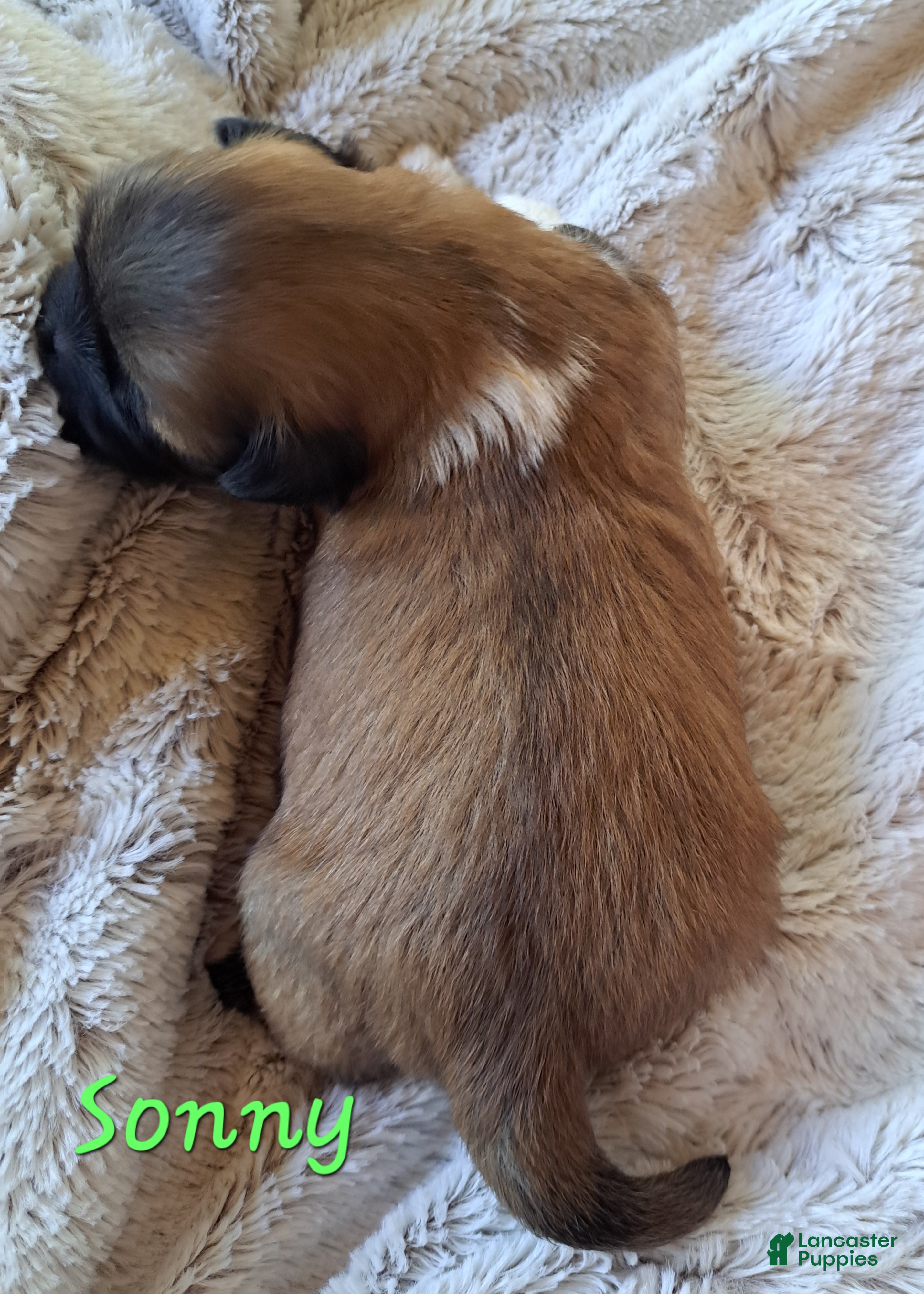 Lhasa Apso dogs for sale: Sonny - Ad 1
