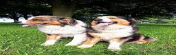 Australian Shepherd dogs for sale: Adam - Ad 17