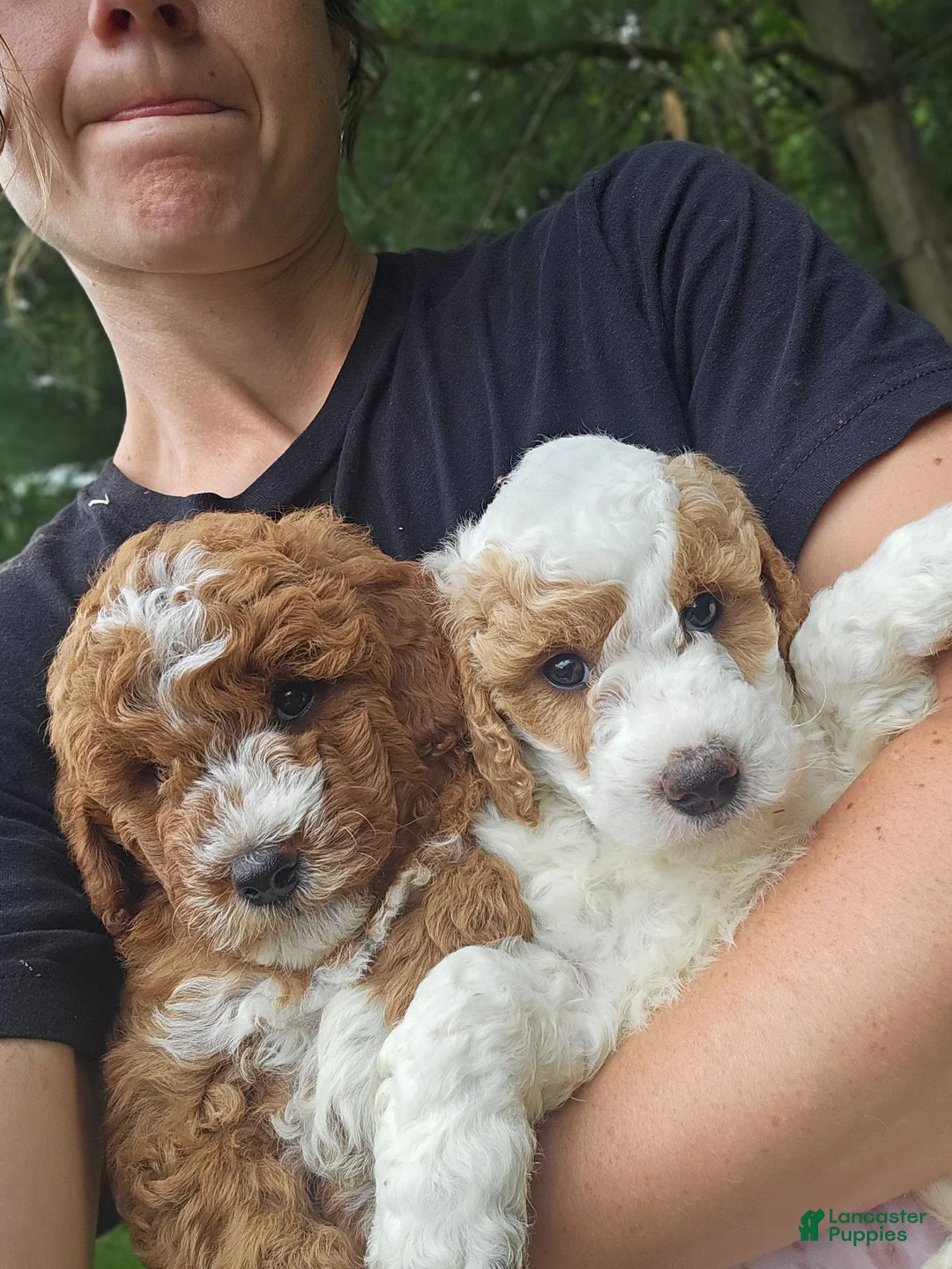 Mini Goldendoodle dogs for sale: Goldie - Ad 8