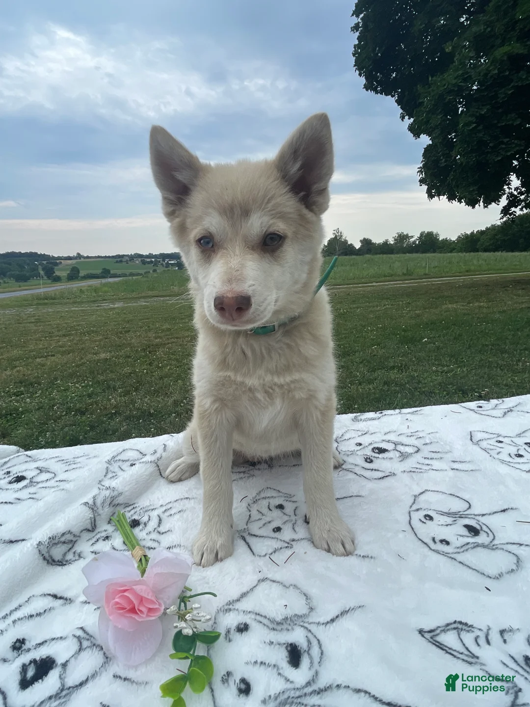 Pomsky dogs for sale: Hazel - Ad 4