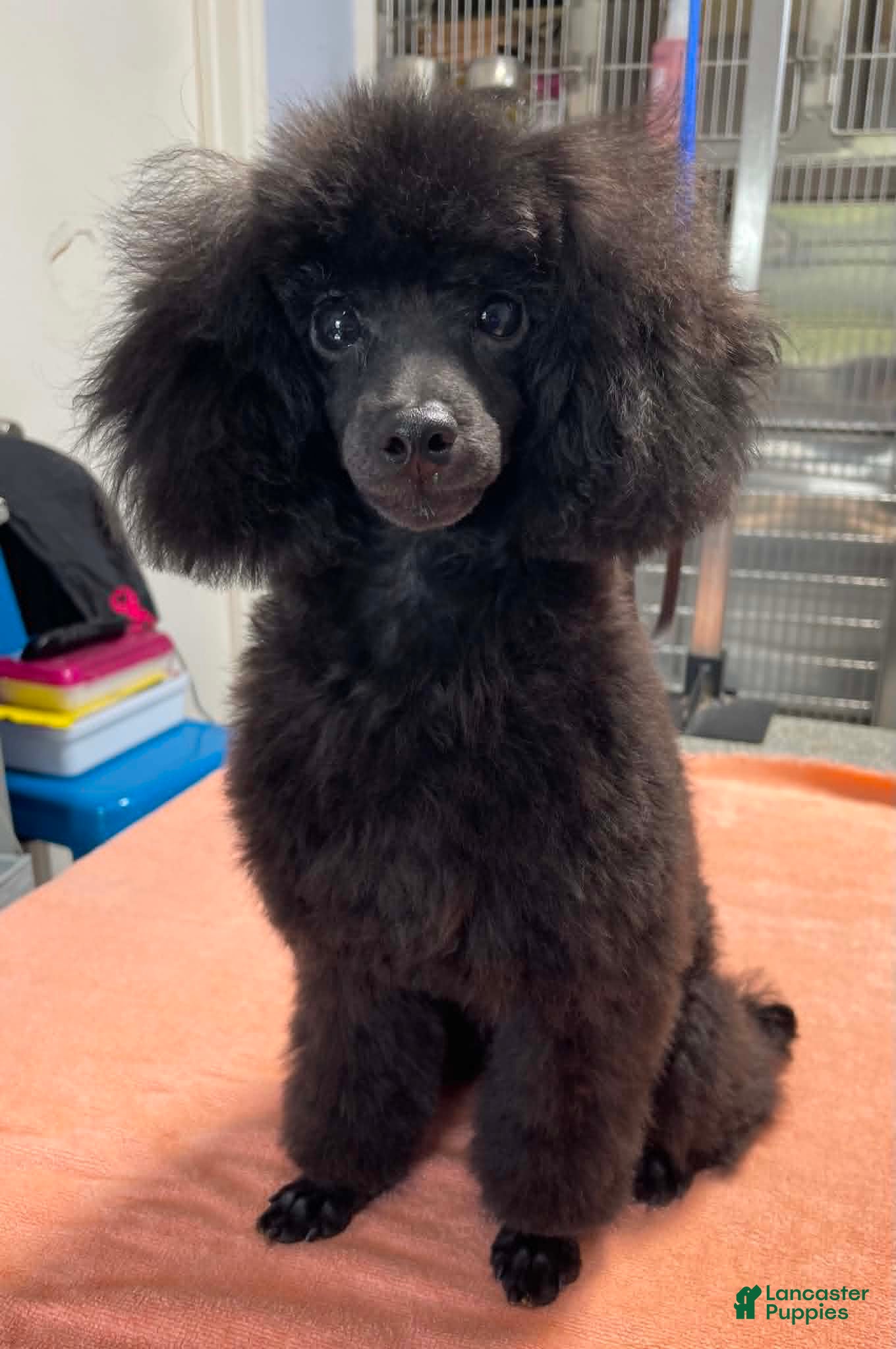 Toy Poodle dogs Black Boy - Ad 2
