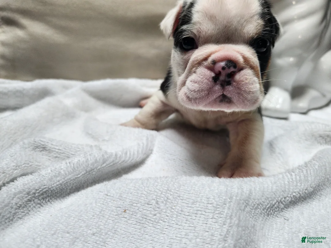 English Bulldog dogs for sale: English Bulldog Puppy 1 - Ad 1