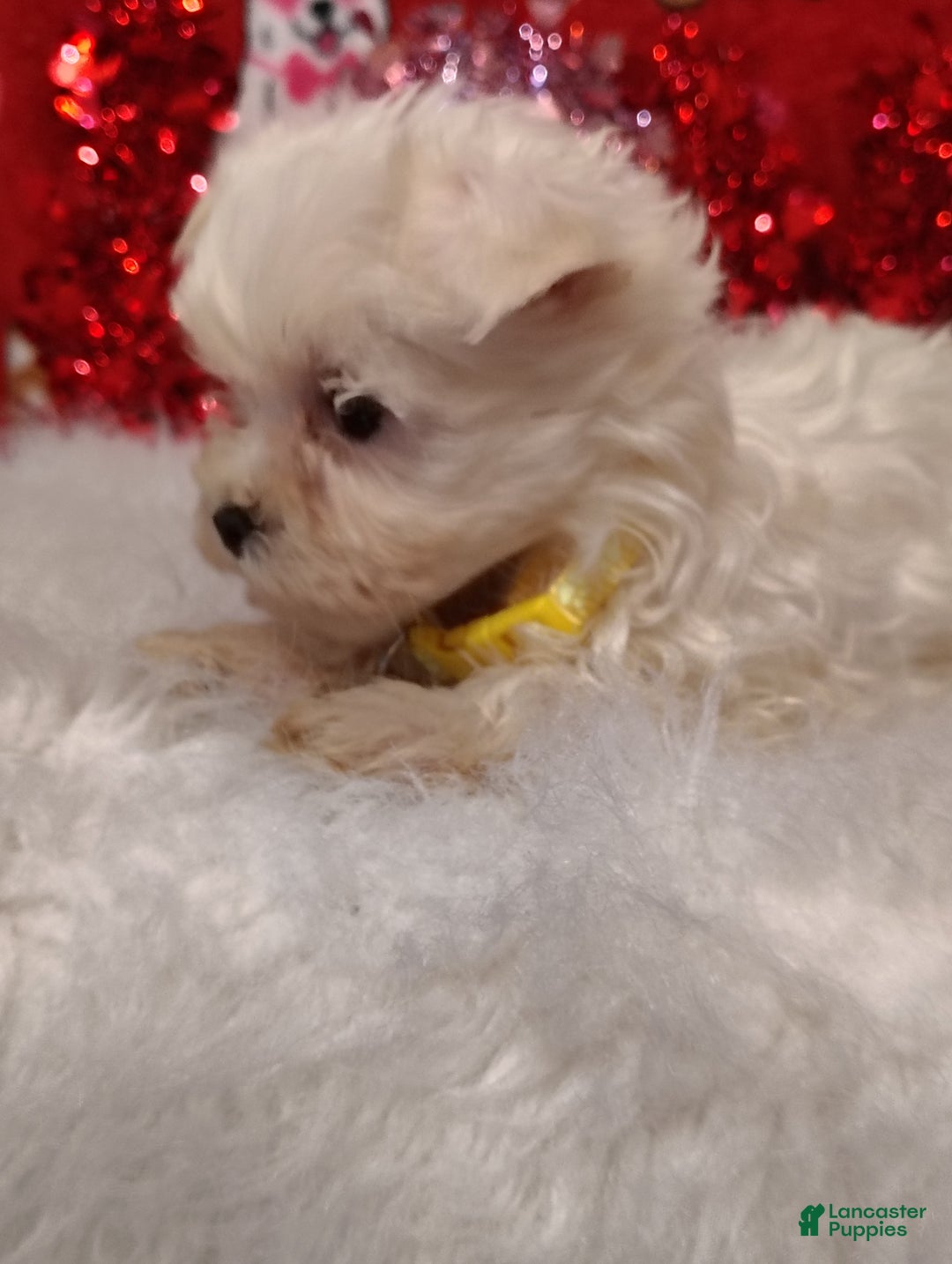 Maltese dogs for sale: Emma - yellow  - Ad 3