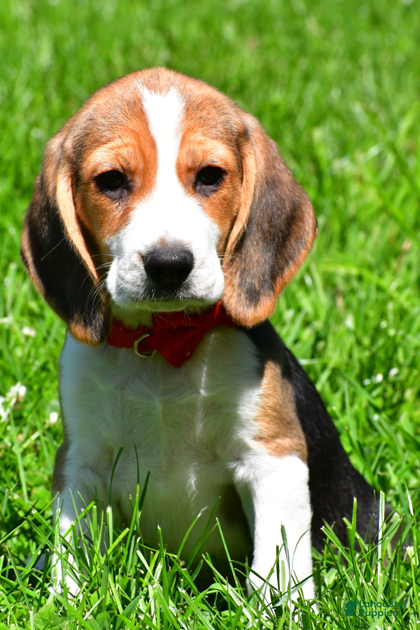 Beagle dogs Bruno - Ad 2