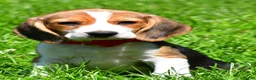 Beagle dogs for sale: Bruno - Ad 2