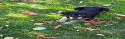 Labradoodle dogs for sale: OCEAN - Ad 2