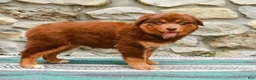Australian Shepherd dogs for sale: Lucy - Ad 6