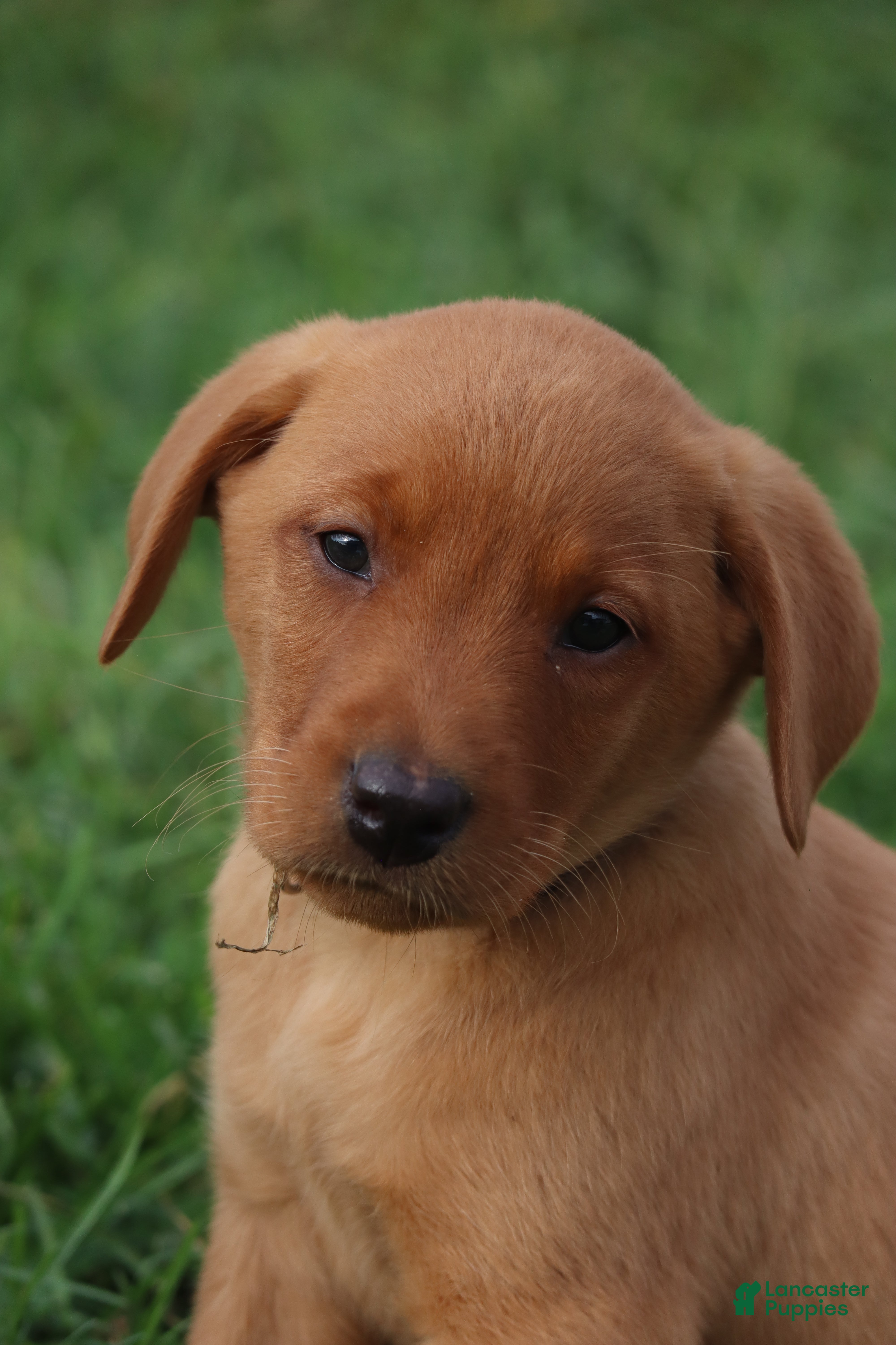 Labrador Retriever dogs Acorn - Ad 1