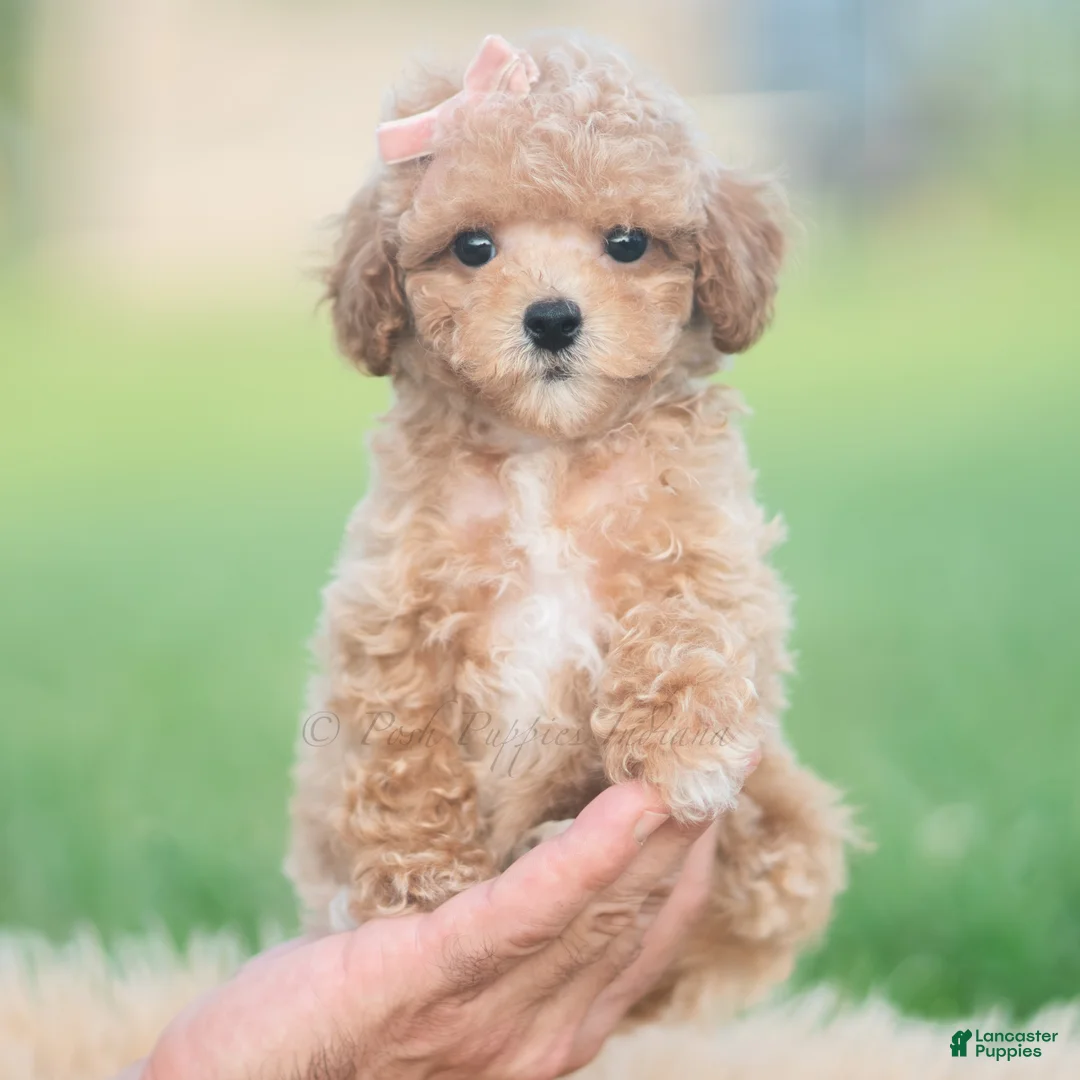Toy Poodle dogs for sale: Elsie AKC - Ad 6