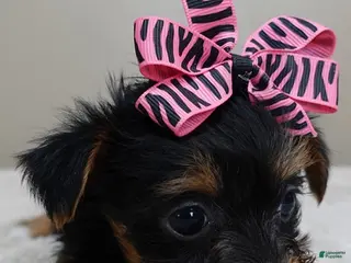 Yorkshire Terrier dogs Blossom 1 lb 6 ozs - Ad 7