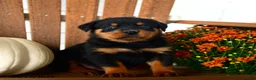Rottweiler dogs for sale: Preston - Ad 5