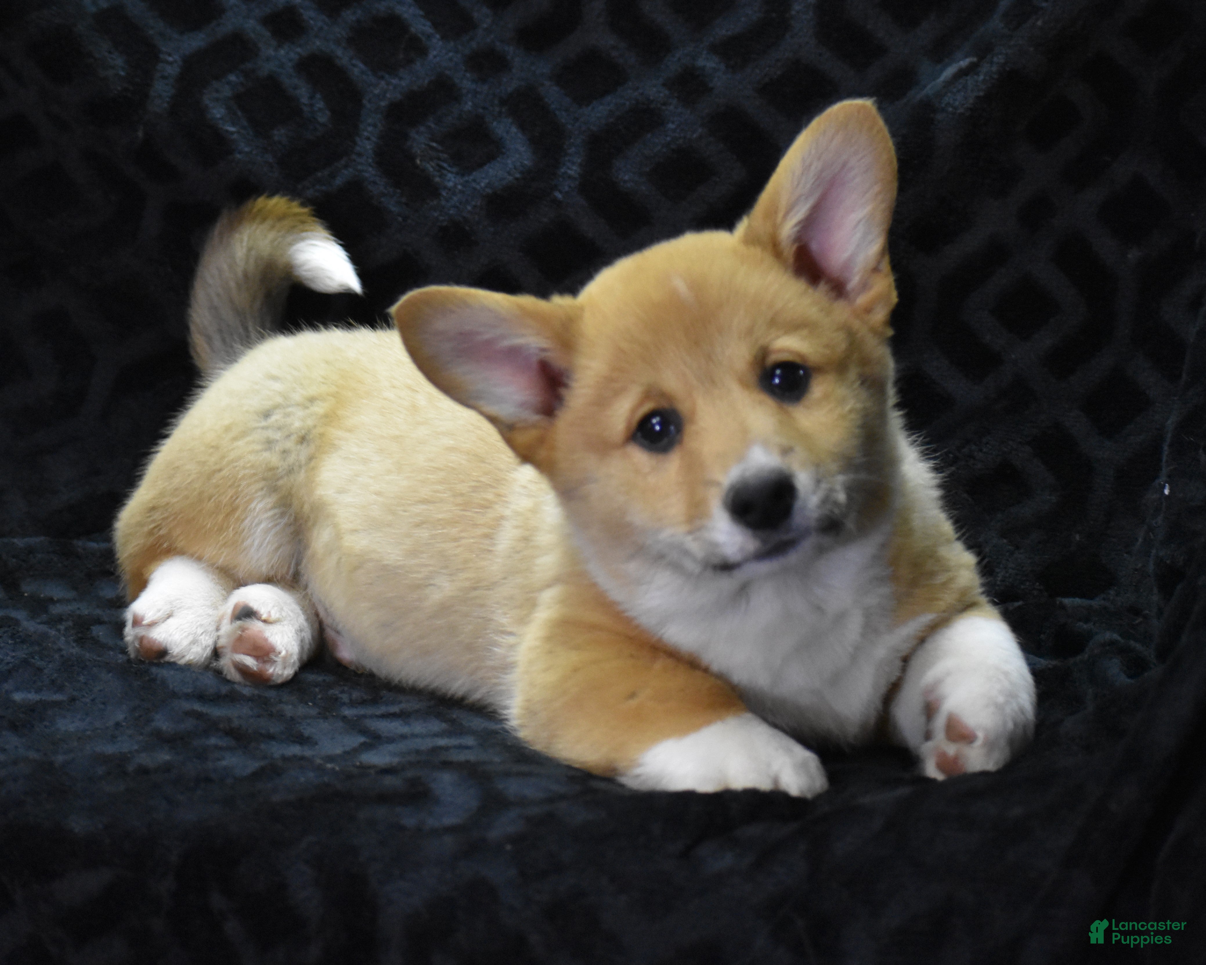 Welsh Corgi Pembroke dogs Moonbeam - Ad 37