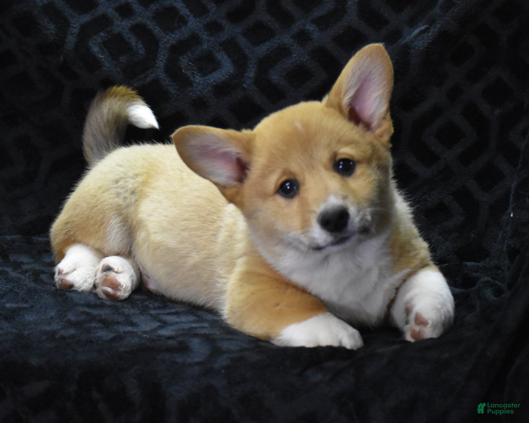 Welsh Corgi Pembroke dogs for sale: Moonbeam - Ad 1