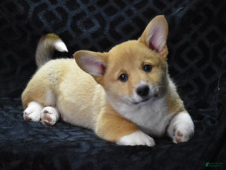 Welsh Corgi Pembroke dogs Moonbeam - Ad 20