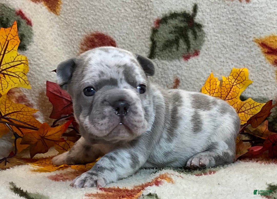 French Bulldog dogs for sale: Garmin - Ad 26