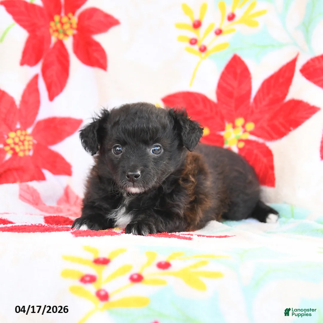 Shetland Sheepdog dogs for sale: Jasmine - Ad 2