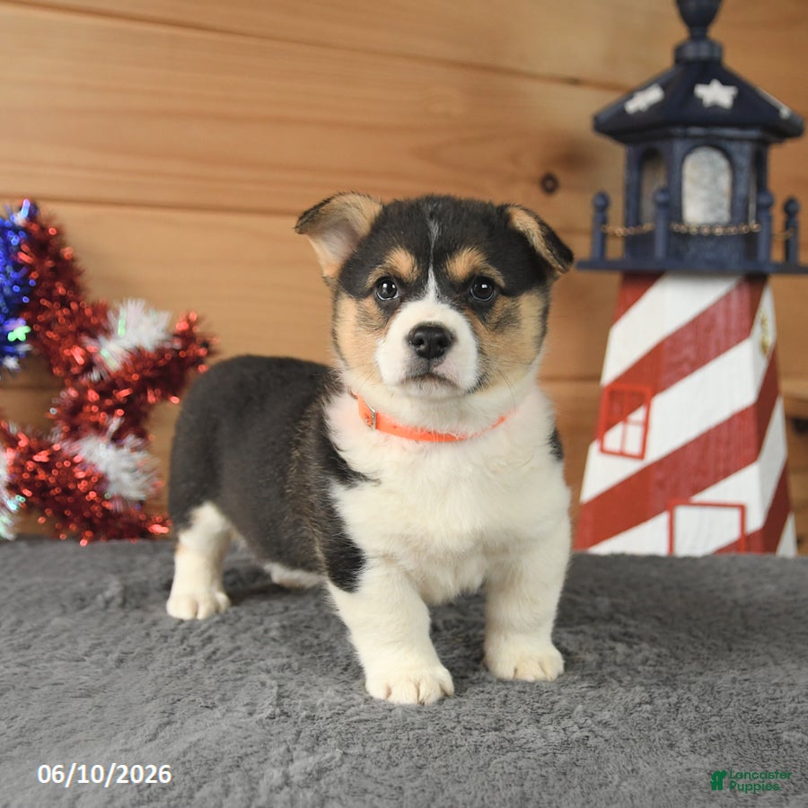 Welsh Corgi Pembroke dogs Paul Revere - Ad 2