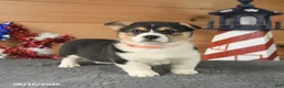Welsh Corgi Pembroke dogs for sale: Paul Revere - Ad 2